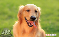 狗狗细小会传染给人吗 狗狗细小怎么治疗