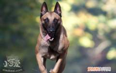 马里努阿犬拉肚子怎么处理 马里努阿犬拉肚子处理办法