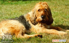 奥达猎犬拉肚子怎么办 奥达猎犬拉肚子处理办法