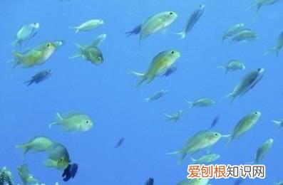 海底的鱼有哪些形态描写