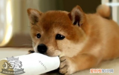 被小狗咬了没破皮要打针吗 被狗咬伤怎么办