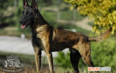马里努阿犬有寄生虫怎么处理 预防寄生虫的方法