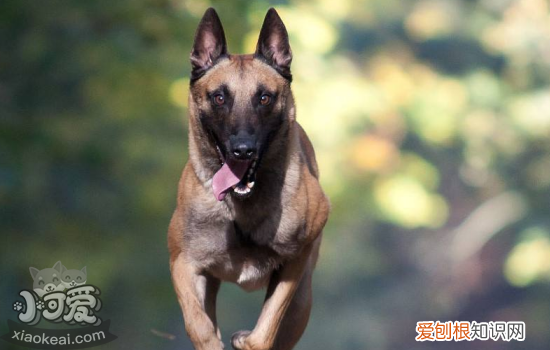 马里努阿犬呕吐怎么治疗 马里努阿犬呕吐的处理办法