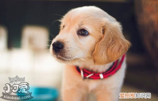 狗狗尿失禁 狗小便失禁是什么原因