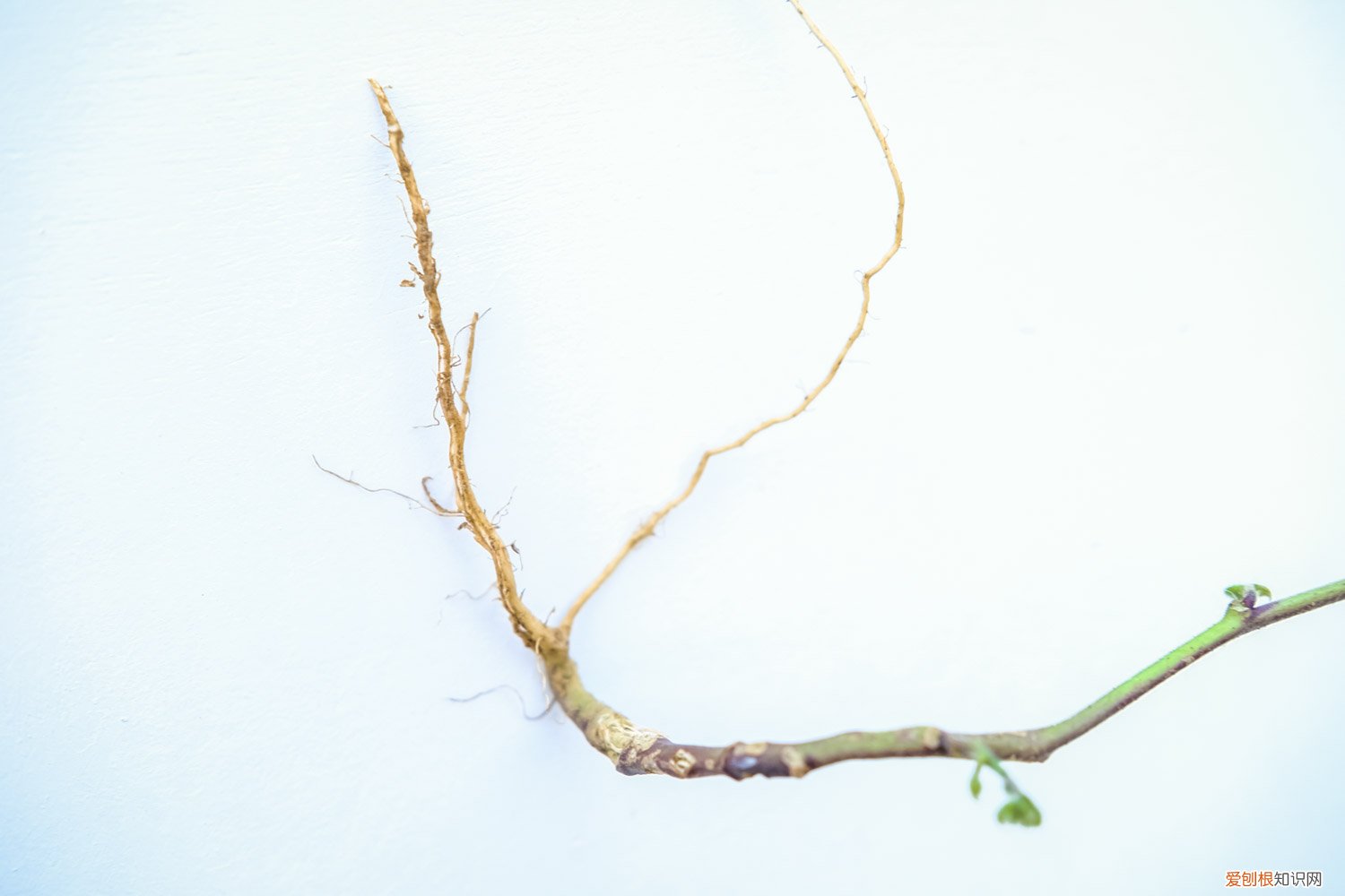 如何种牵牛花种子 牵牛花种子怎么种