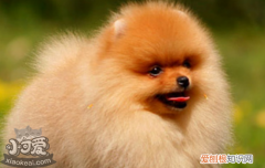 博美狗狗拉肚子怎么办 博美狗狗拉肚子的处理办法
