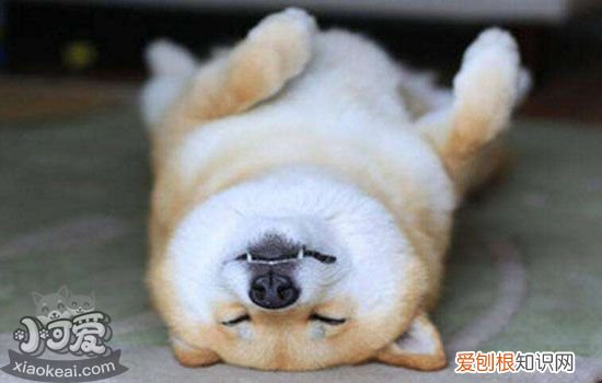 柯基咳嗽怎么办 柯基咳嗽需要吃药吗