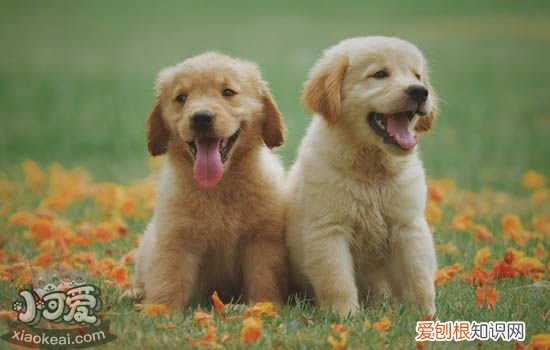狗狗大便带血有粘液 狗狗大便带血有粘液怎么回事