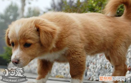 狗扭伤和骨折的区别 狗扭伤了怎么办