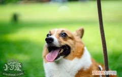 狗狗脚趾缝红肿用啥药 狗狗脚趾缝红肿怎么治