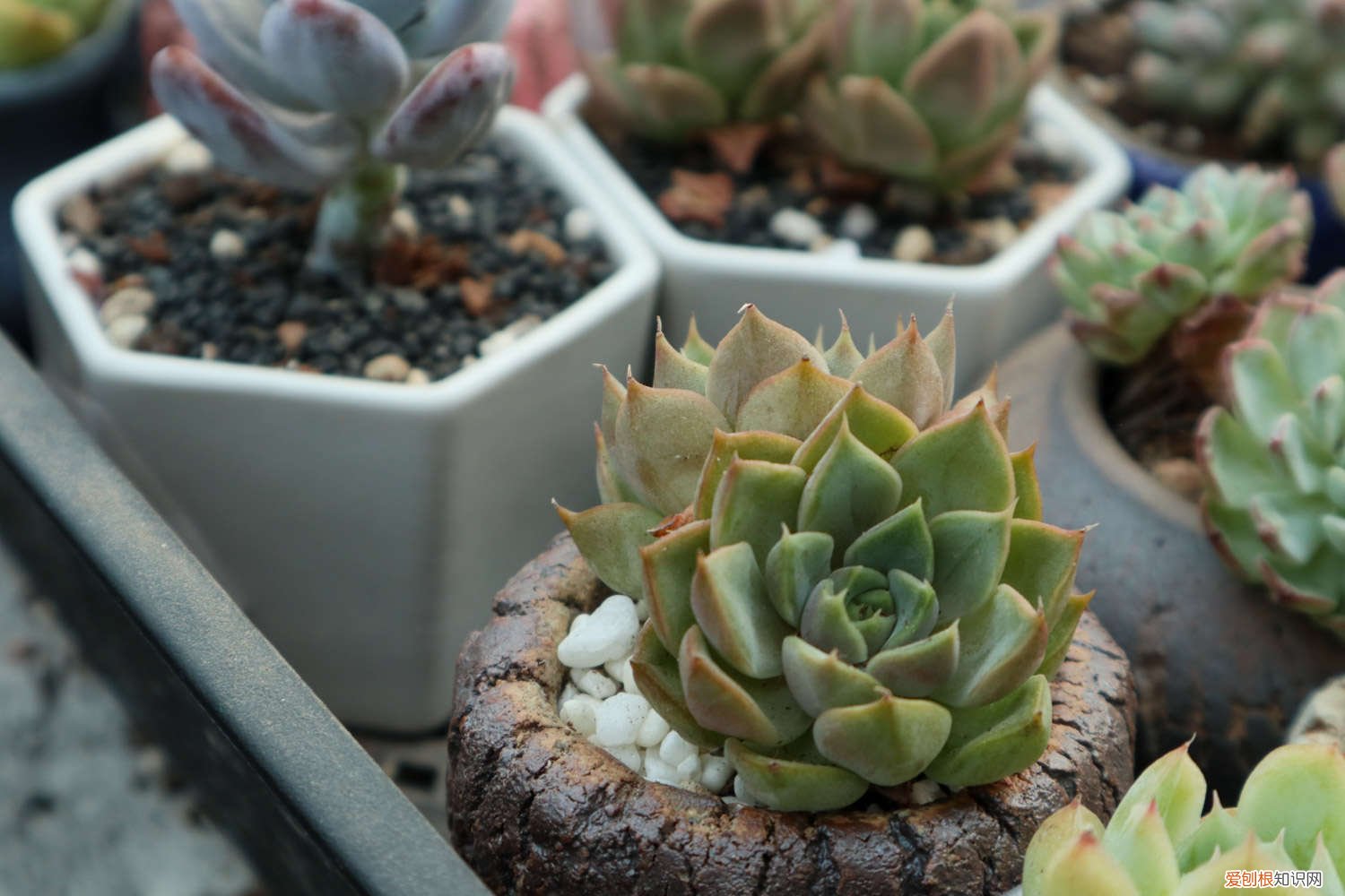 紫乐多肉植物怎么养殖技术 紫乐多肉植物怎么养殖