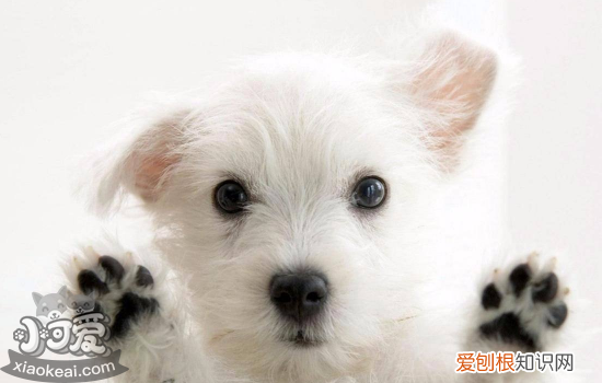 狗狗细小治愈率有多大 狗细小是什么你弄清楚了吗?