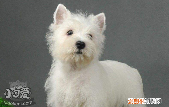 狗狗细小治愈率有多大 狗细小是什么你弄清楚了吗?
