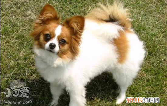 狗狗感冒症状 狗狗感冒表现有哪些