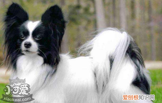 狗狗感冒症状 狗狗感冒表现有哪些