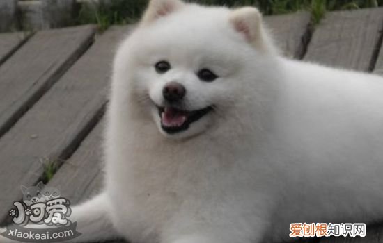 狗尿路感染能自愈吗 狗尿路感染是什么原因