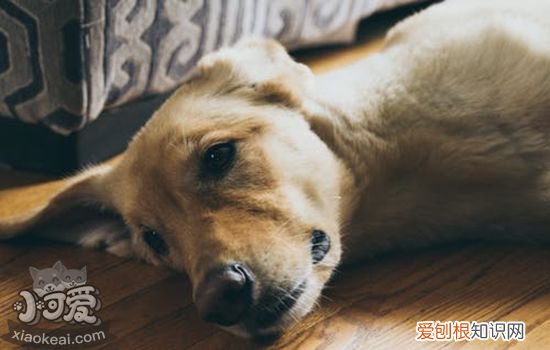 小狗抓了一道红印子 并不是必须要打狂犬疫苗