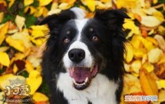小狗抓了一道红印子 并不是必须要打狂犬疫苗