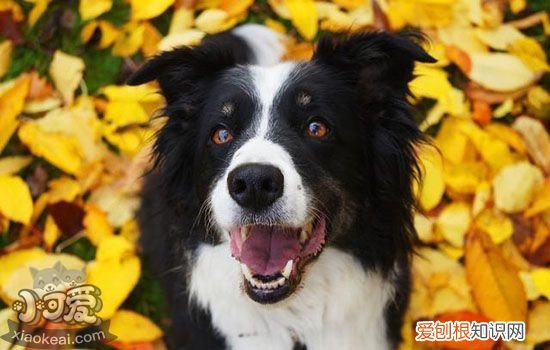 小狗抓了一道红印子 并不是必须要打狂犬疫苗