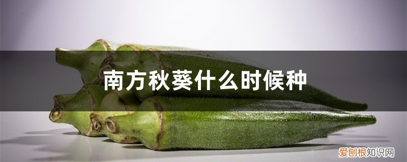 秋葵在南方什么时候播种 南方秋葵什么时候种