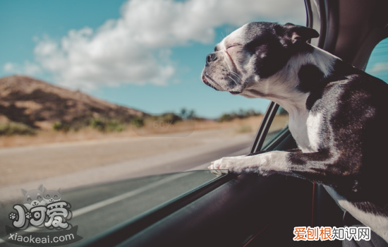 狗狗常见的病有哪些 狗狗常见的病有几种