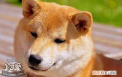 狗狗细小是什么症状 狗狗细小是什么原因