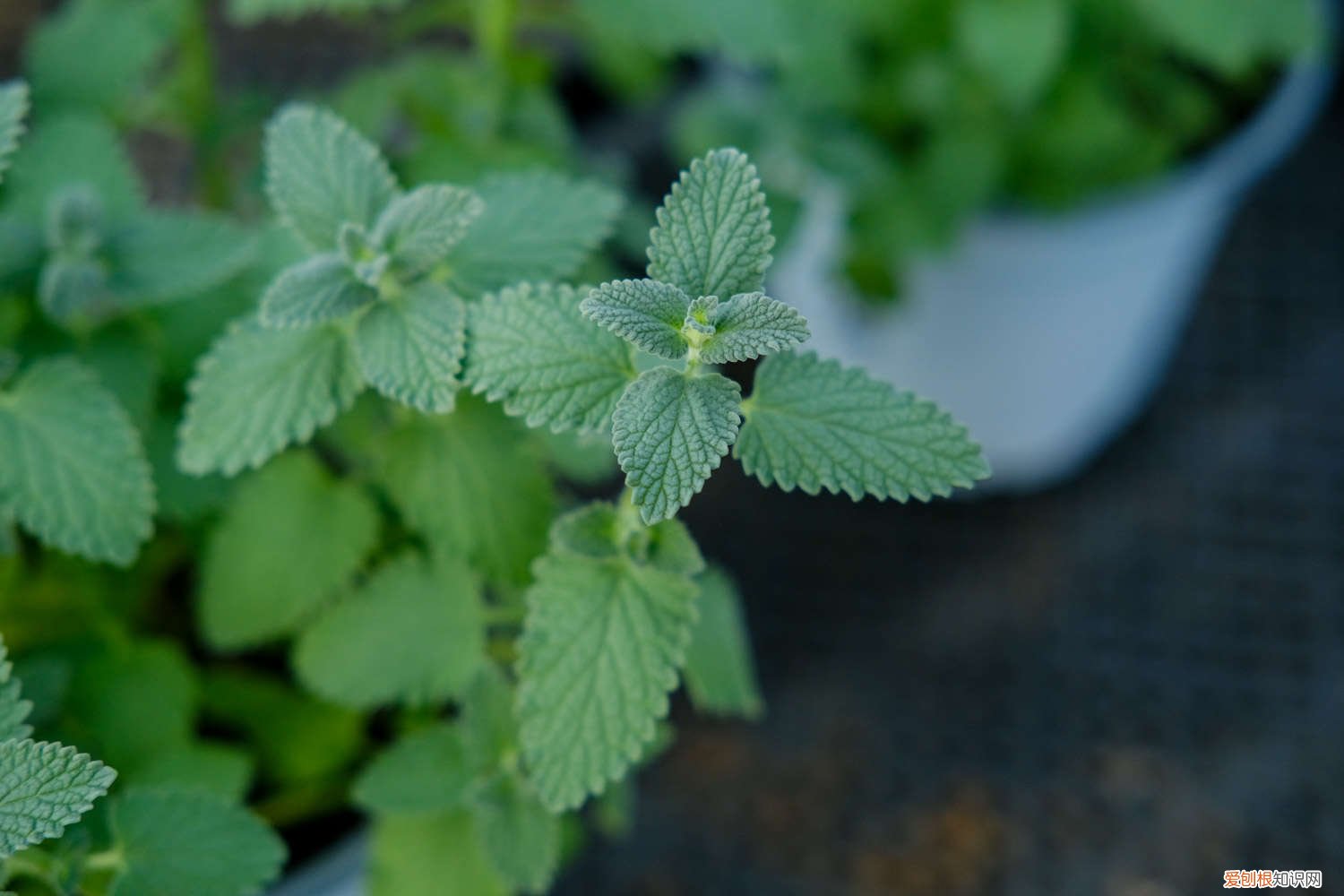 薄荷种了两天就蔫了怎么办 薄荷蔫了多久能恢复