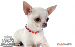 犬心保服用方法 怎么吃犬心保对狗狗效果最好