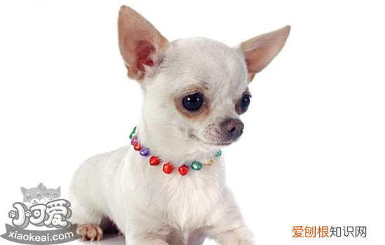 犬心保服用方法 怎么吃犬心保对狗狗效果最好