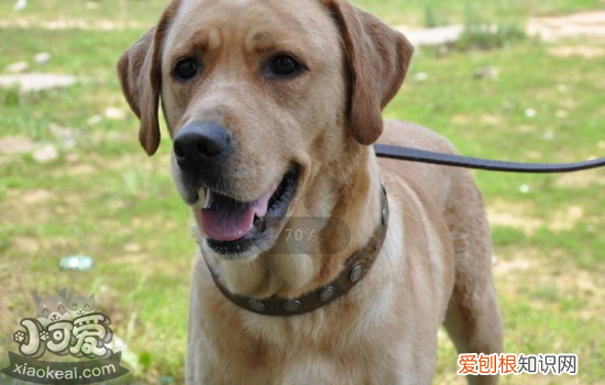 狗狗驱虫药什么时候吃 狗狗驱虫药什么时候吃合适