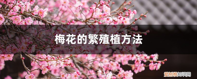 梅花咋样繁殖 梅花的繁殖植方法
