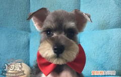 母狗不做绝育可不可以 母狗绝育前后注意事项