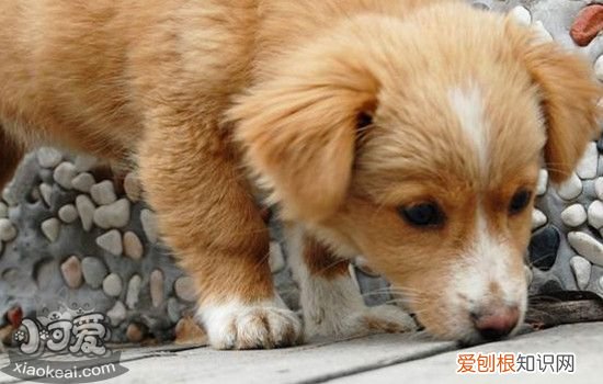 狗狗有必要打八联吗 狗狗打八联好还是六联好