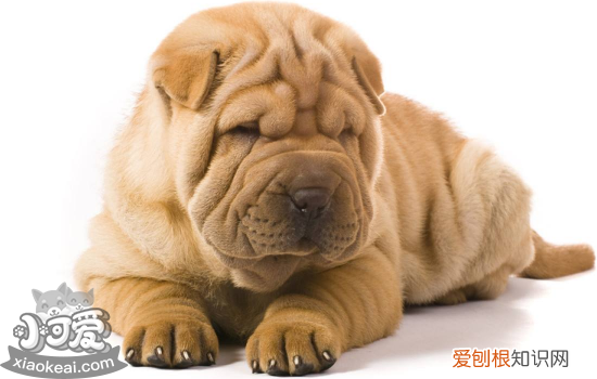 狗瘟症状 狗瘟怎么治疗
