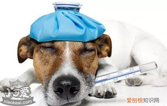 小狗不吃不喝光想趴着 谨防犬瘟细小
