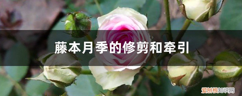藤本月季的修剪和牵引天狼 藤本月季的修剪和牵引