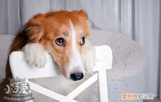 金毛狗做绝育的利弊 金毛绝育好处和坏处