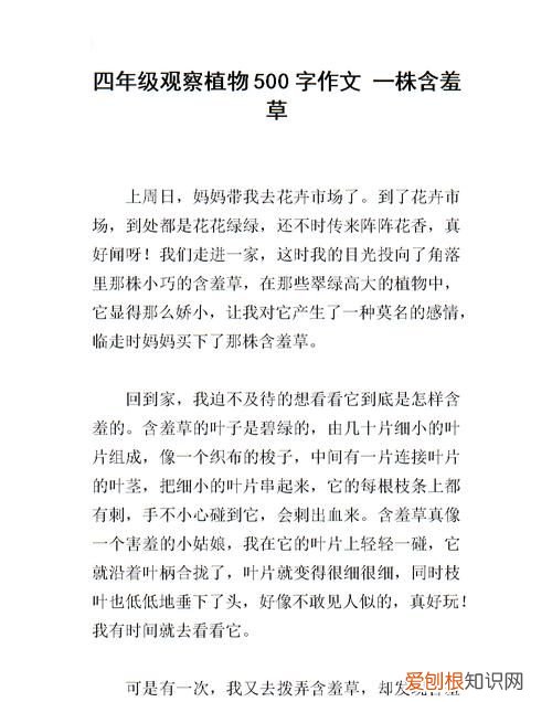 含羞草的启示作文500字,含羞草告诉我们什么道理