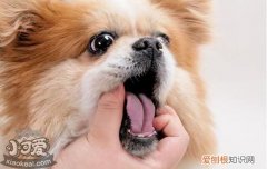 狗狗呕吐喂什么好 狗呕吐喂点什么