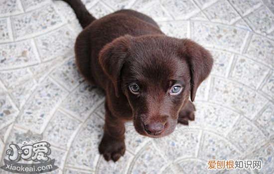 狗烂脚丫子怎么治疗 狗脚丫子烂了怎么办