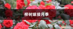 用什么树嫁接月季 柳树嫁接月季的方法