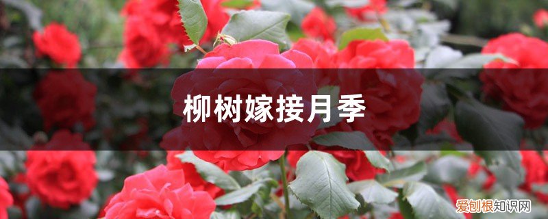 用什么树嫁接月季 柳树嫁接月季的方法