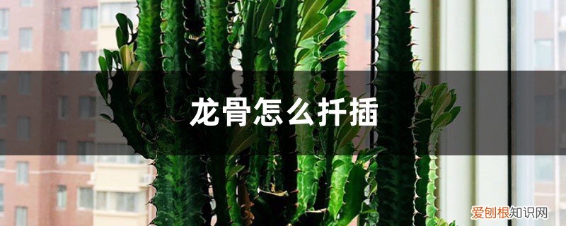 龙骨怎么扦插怎样剪 龙骨怎么扦插
