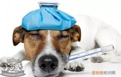 狂犬疫苗每年都要打吗有效吗 狂犬疫苗每年都要打吗