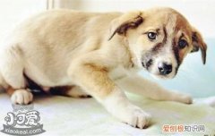 狗狗突然发抖是怎么了 狗狗突然发抖怎么回事