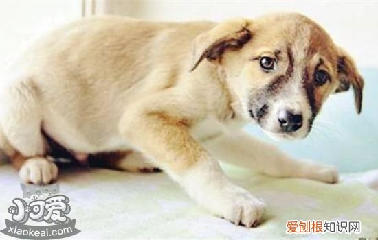 狗狗突然发抖是怎么了 狗狗突然发抖怎么回事