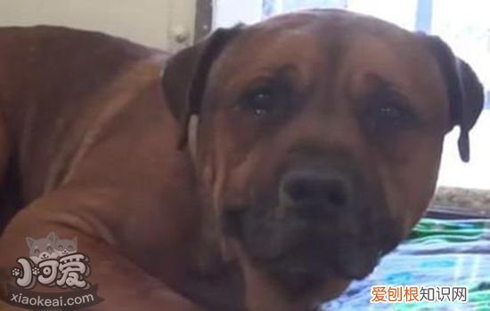 狗狗突然发抖是怎么了 狗狗突然发抖怎么回事