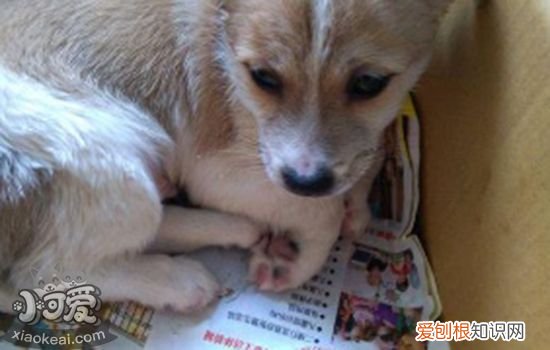 狗狗突然发抖是怎么了 狗狗突然发抖怎么回事
