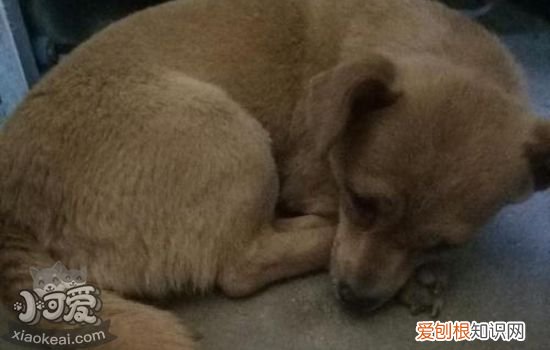 狗狗突然发抖是怎么了 狗狗突然发抖怎么回事