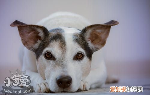 犬瘟细小是什么引起的 犬瘟和细小是什么